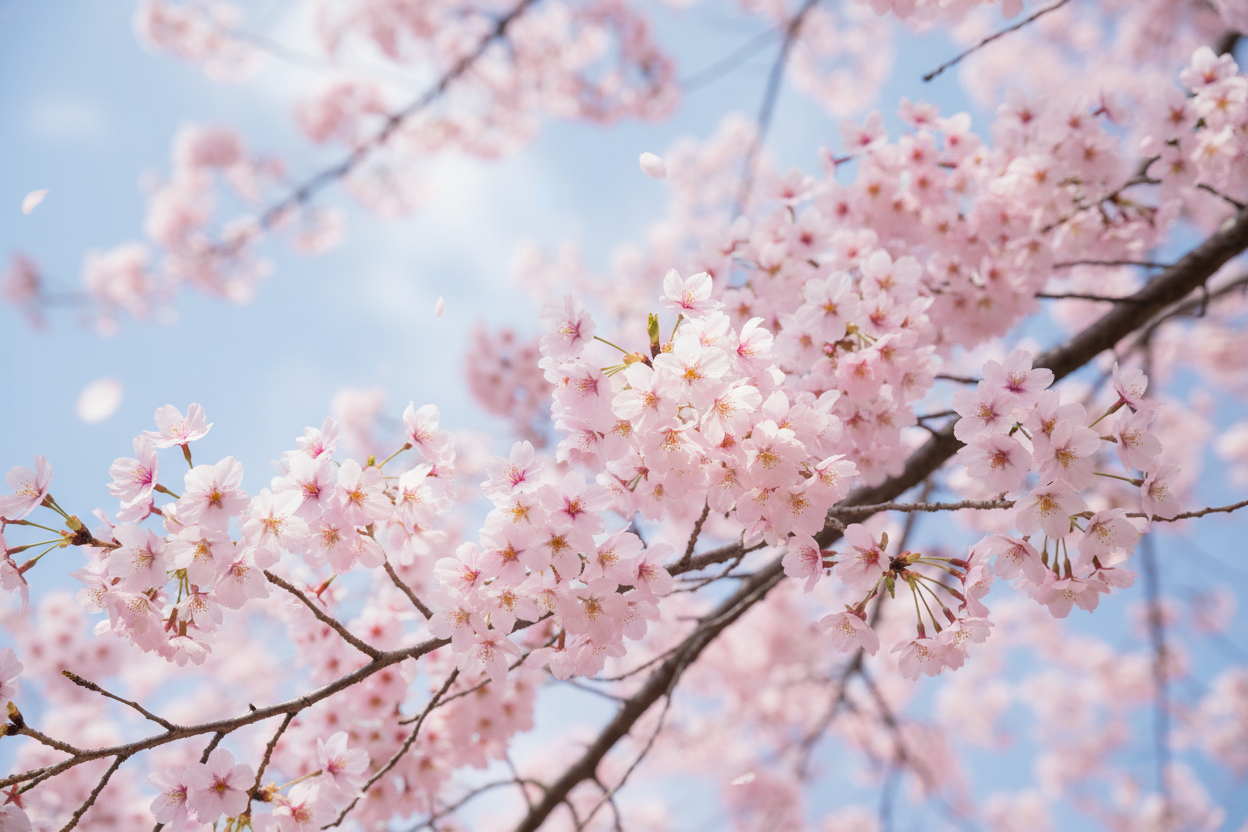 cherry blossom season