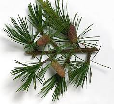 plant showing Cedarwood Atlas