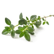 Thyme Linalol Essential Oil Organic